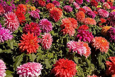 《飙酷车神：轰鸣盛典》发布第3赛季预告片 欢迎来到好莱坞